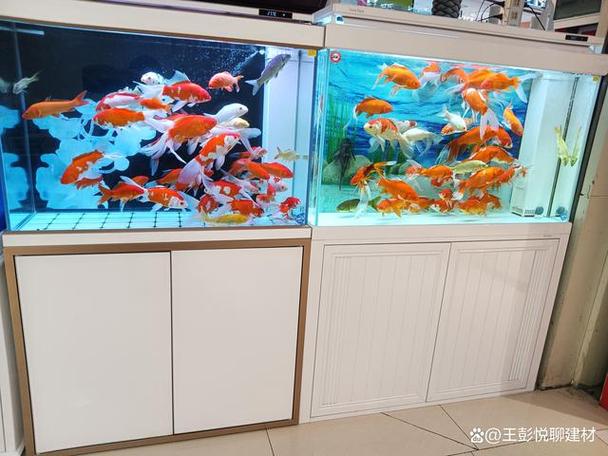建材市场卖水族产品的